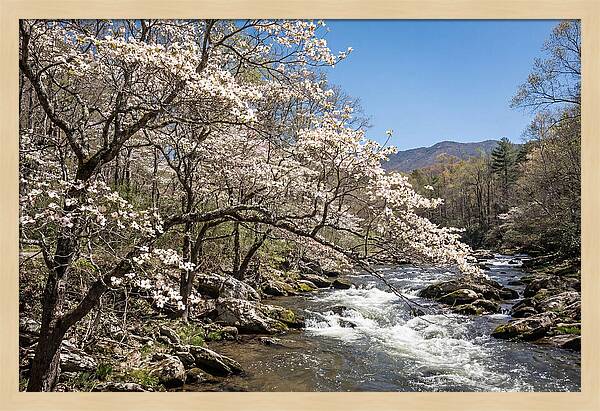 Spring Creek Flowing Through Blossoms
