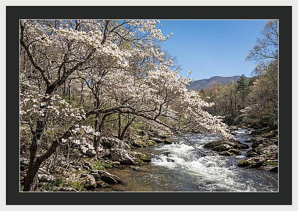 Spring Creek Flowing Through Blossoms