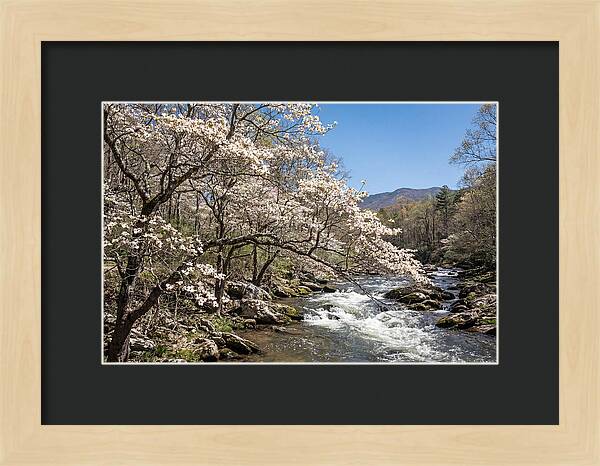 Spring Creek Flowing Through Blossoms