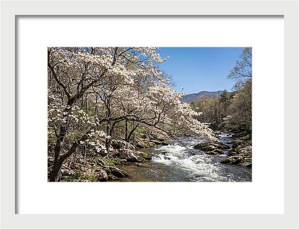 Spring Creek Flowing Through Blossoms