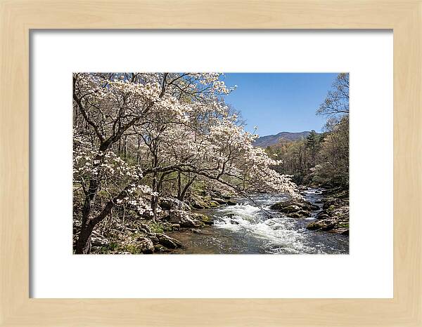 Spring Creek Flowing Through Blossoms