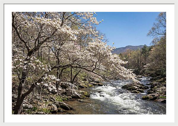 Spring Creek Flowing Through Blossoms