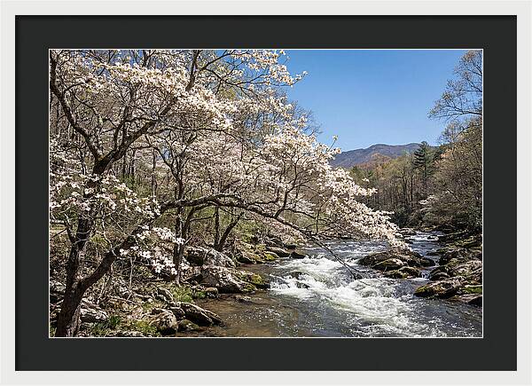 Spring Creek Flowing Through Blossoms