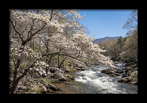 Spring Creek Flowing Through Blossoms