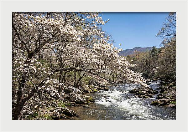 Spring Creek Flowing Through Blossoms