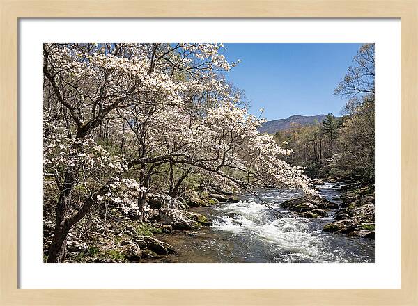 Spring Creek Flowing Through Blossoms