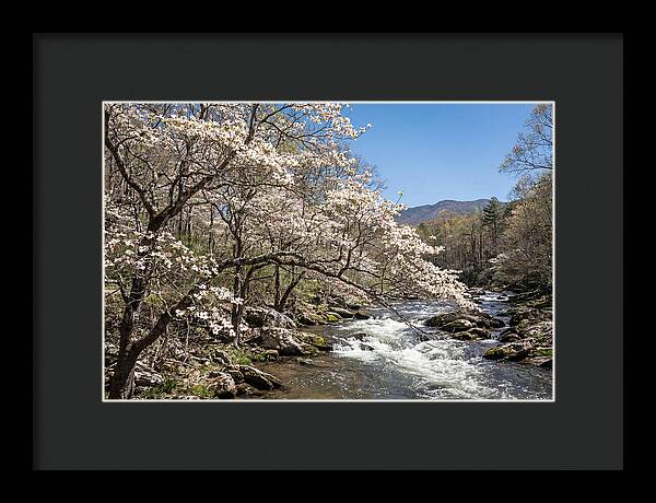 Spring Creek Flowing Through Blossoms