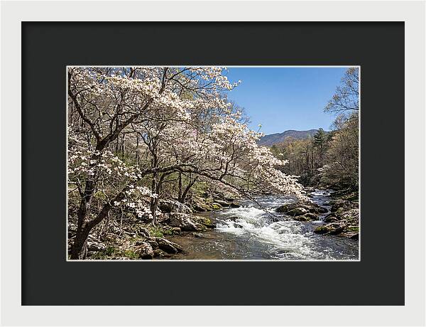 Spring Creek Flowing Through Blossoms