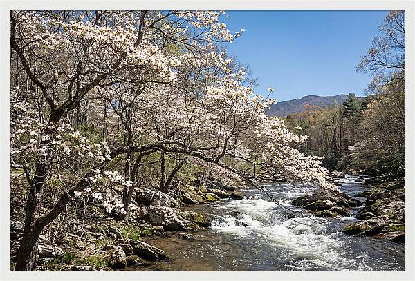 Spring Creek Flowing Through Blossoms