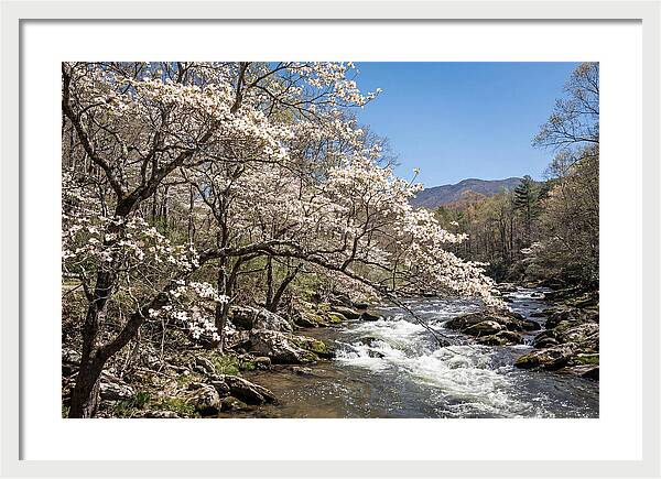 Spring Creek Flowing Through Blossoms