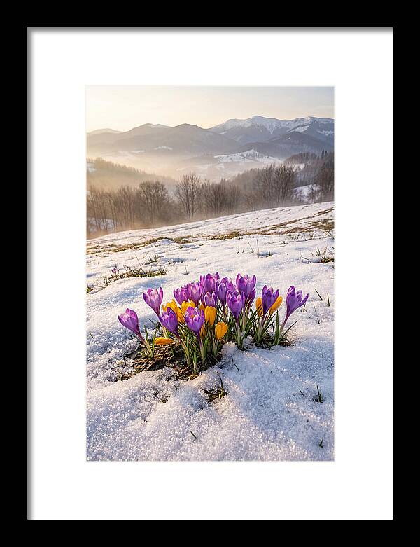 Spring Crocus Breaking Through Snow