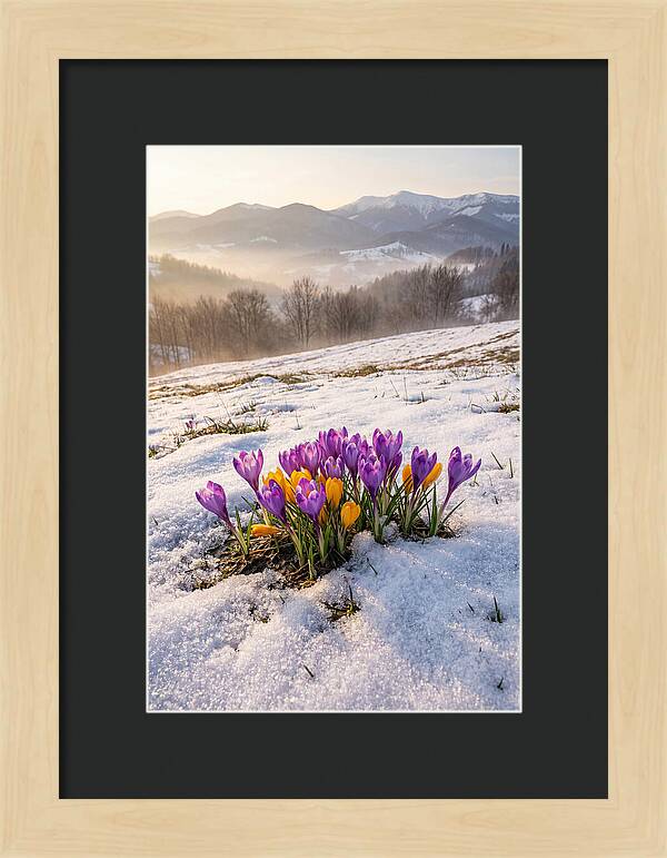 Spring Crocus Breaking Through Snow
