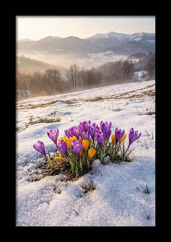 Spring Crocus Breaking Through Snow