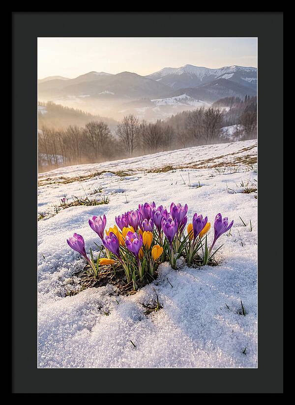 Spring Crocus Breaking Through Snow