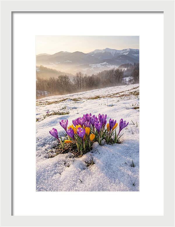 Spring Crocus Breaking Through Snow