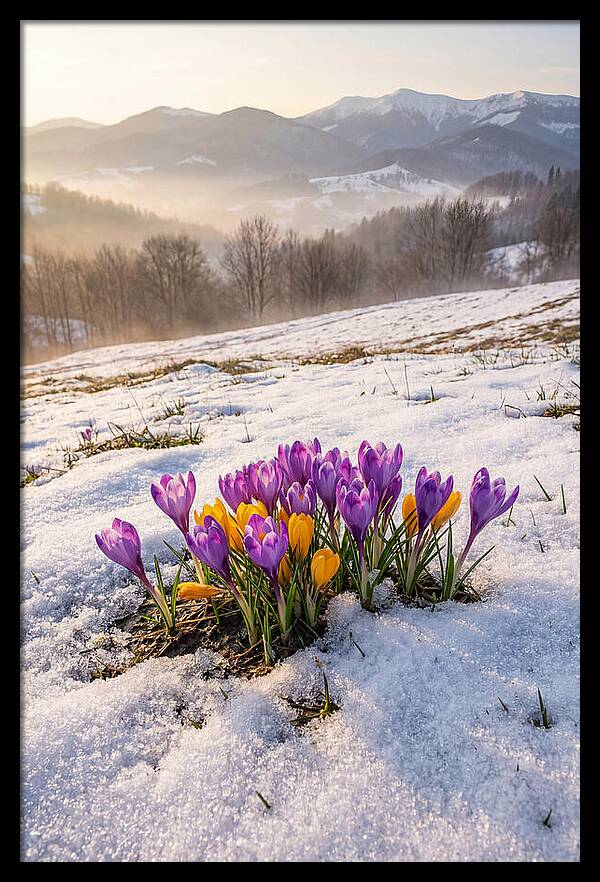 Spring Crocus Breaking Through Snow