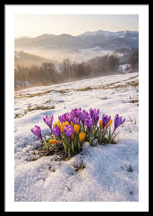 Spring Crocus Breaking Through Snow