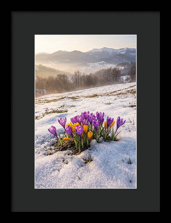 Spring Crocus Breaking Through Snow