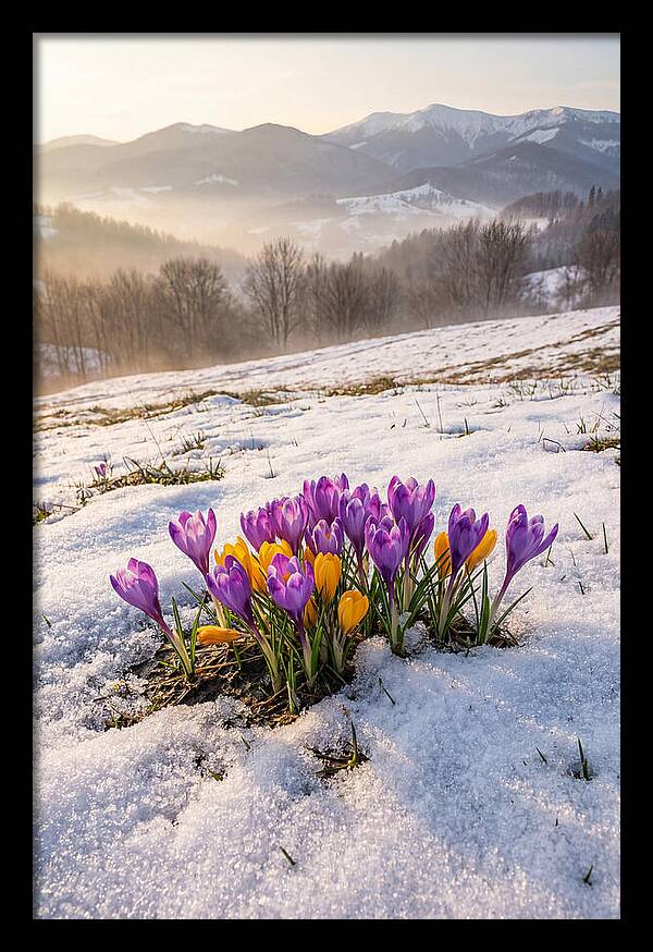 Spring Crocus Breaking Through Snow