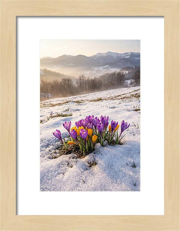 Spring Crocus Breaking Through Snow