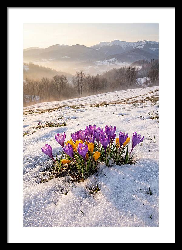 Spring Crocus Breaking Through Snow