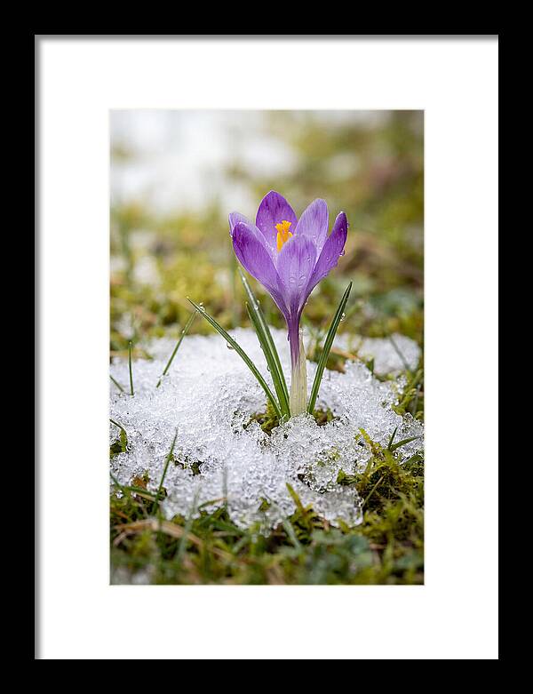 Spring Crocus Emerging From Snow