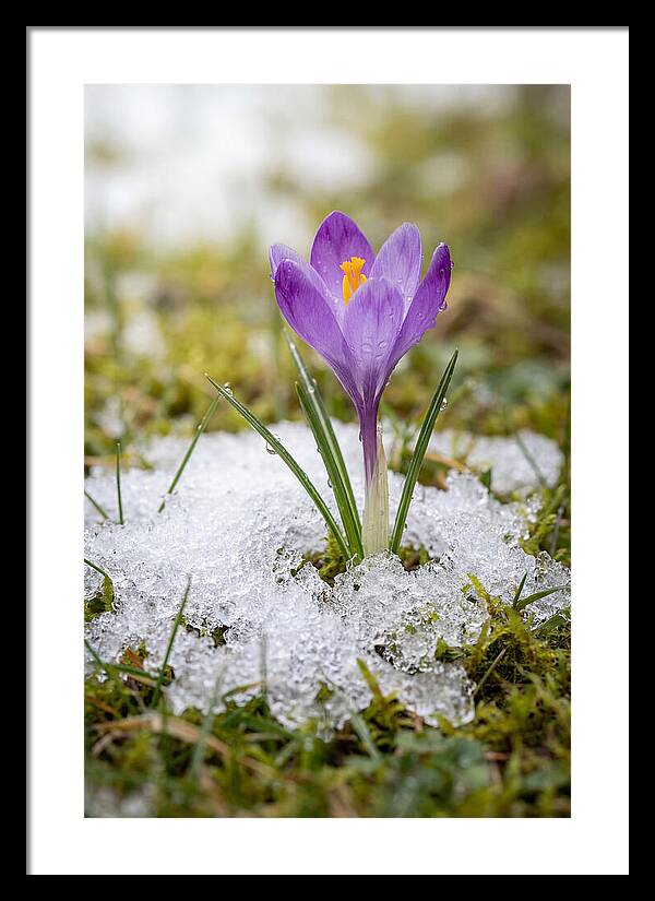 Spring Crocus Emerging From Snow