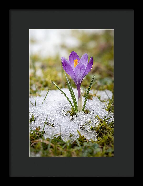 Spring Crocus Emerging From Snow