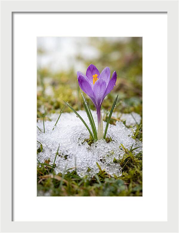 Spring Crocus Emerging From Snow