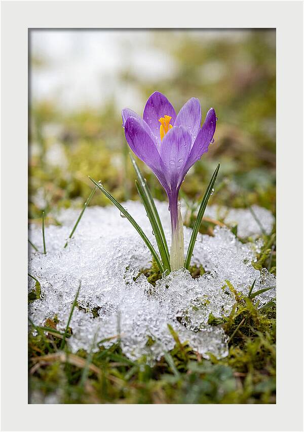 Spring Crocus Emerging From Snow