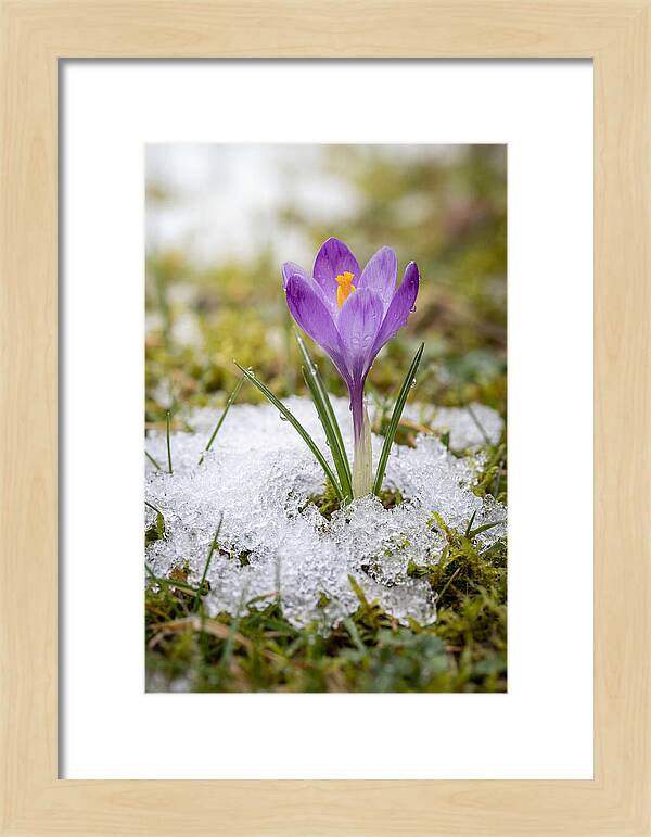 Spring Crocus Emerging From Snow