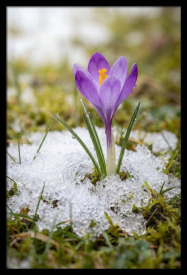 Spring Crocus Emerging From Snow