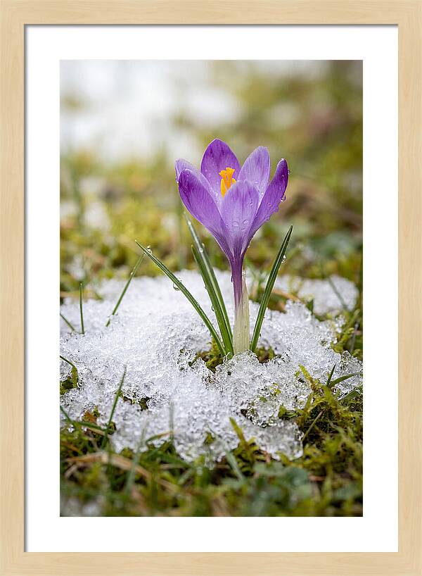 Spring Crocus Emerging From Snow