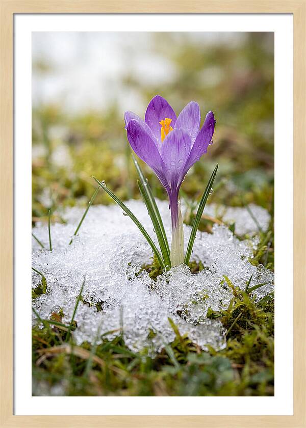 Spring Crocus Emerging From Snow