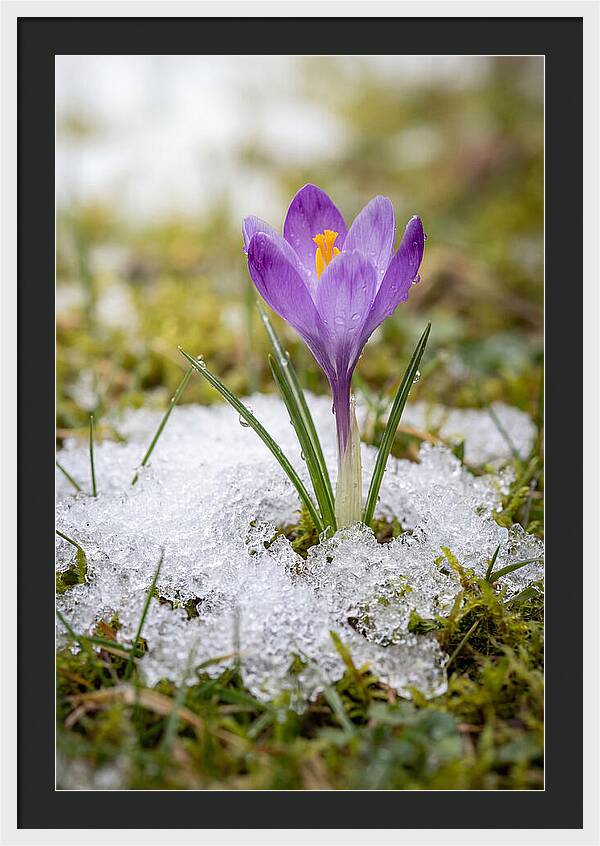 Spring Crocus Emerging From Snow