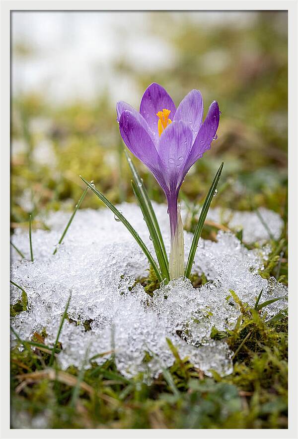 Spring Crocus Emerging From Snow
