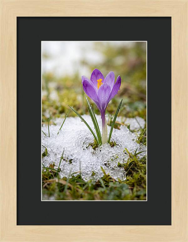 Spring Crocus Emerging From Snow