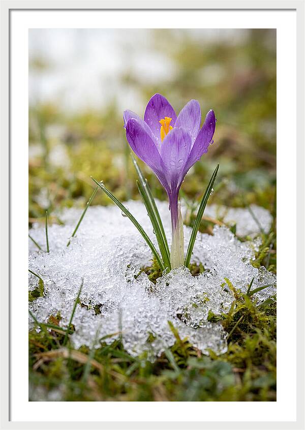 Spring Crocus Emerging From Snow