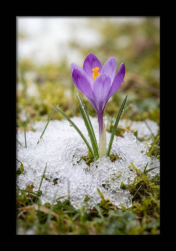 Spring Crocus Emerging From Snow
