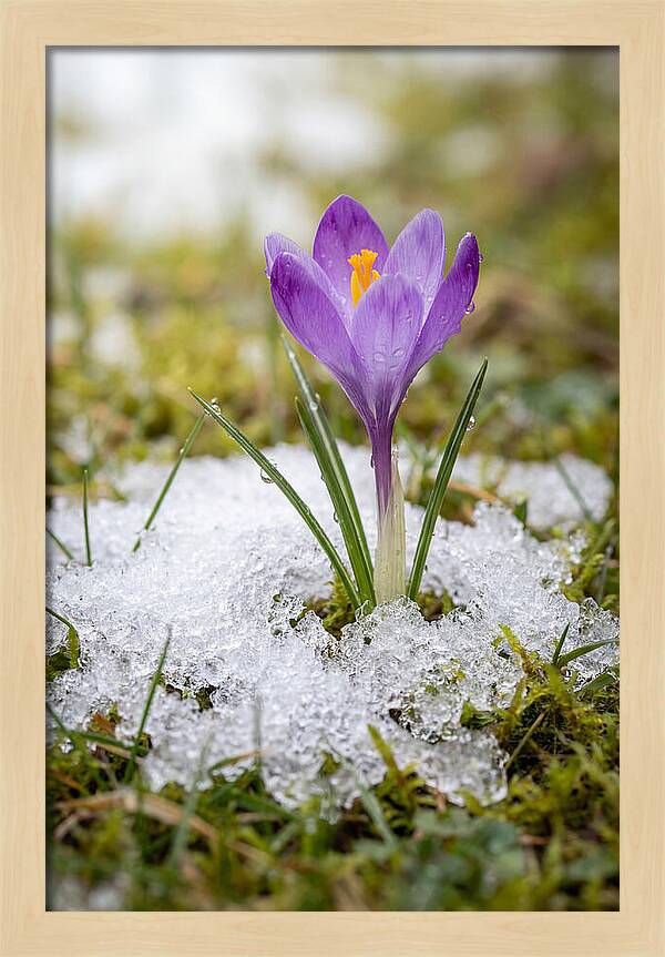Spring Crocus Emerging From Snow