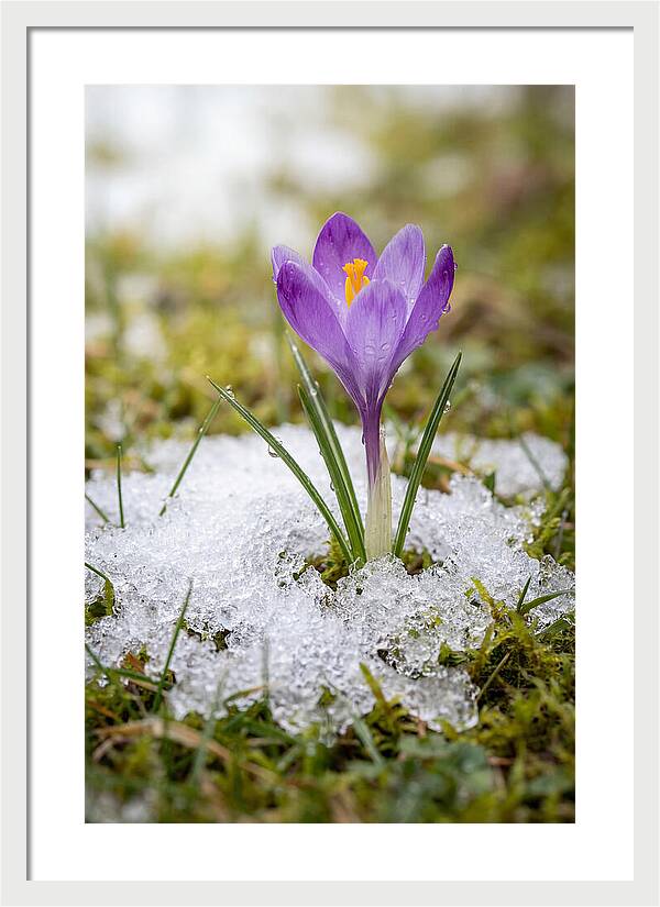 Spring Crocus Emerging From Snow