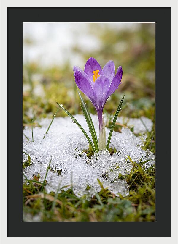 Spring Crocus Emerging From Snow