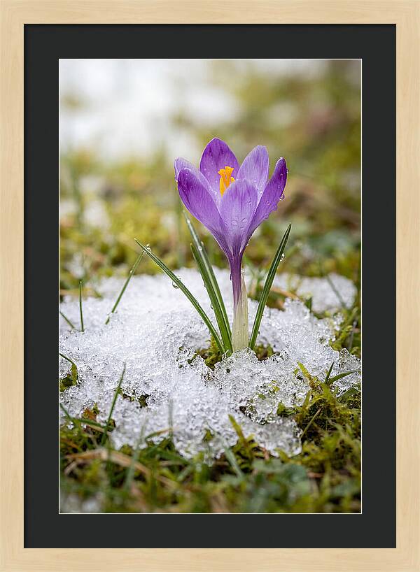 Spring Crocus Emerging From Snow