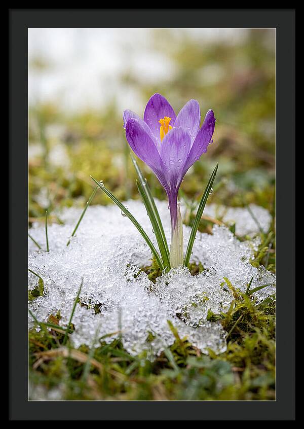 Spring Crocus Emerging From Snow