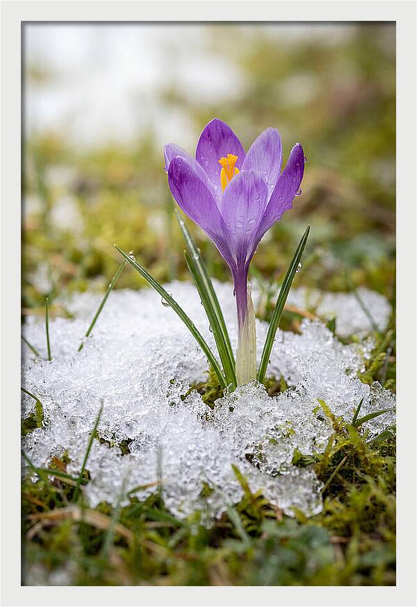 Spring Crocus Emerging From Snow