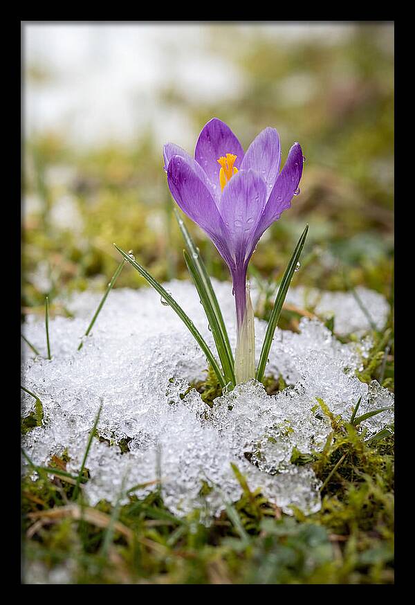 Spring Crocus Emerging From Snow