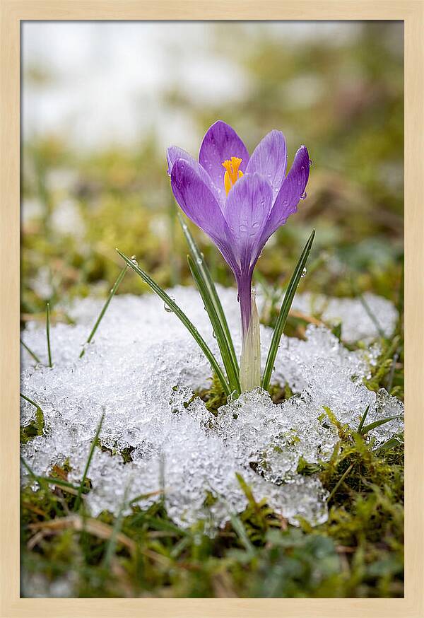 Spring Crocus Emerging From Snow