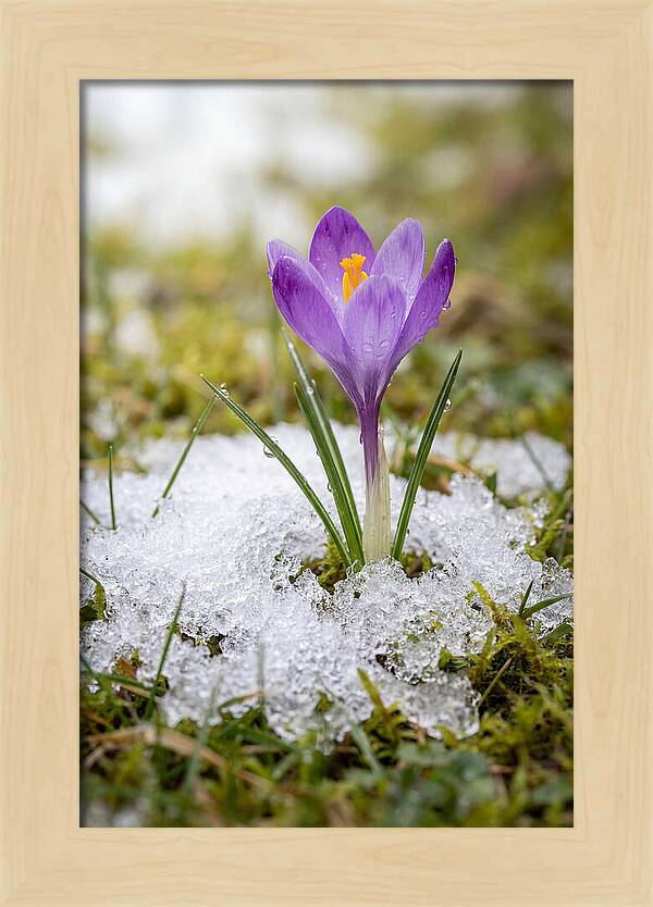 Spring Crocus Emerging From Snow