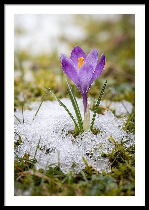Spring Crocus Emerging From Snow