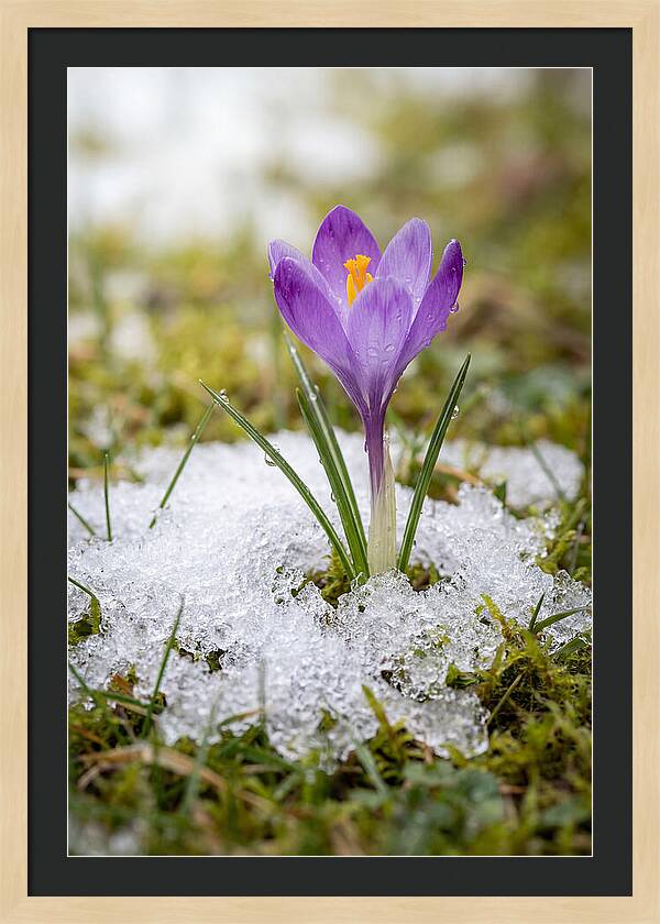 Spring Crocus Emerging From Snow